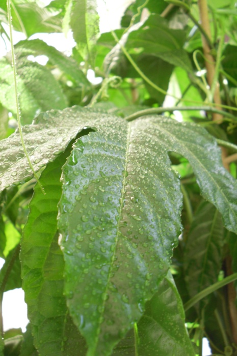 Passiflora edulis - listy